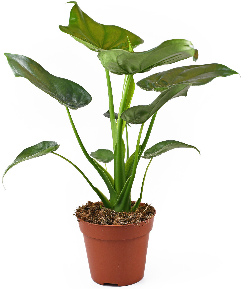 Alocasia cucullata 2