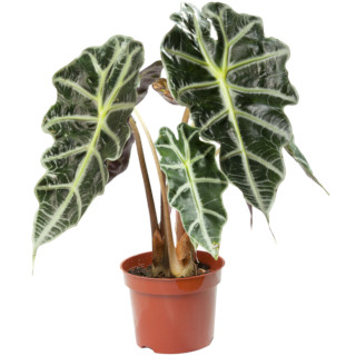 Alocasia (olifantsoor)