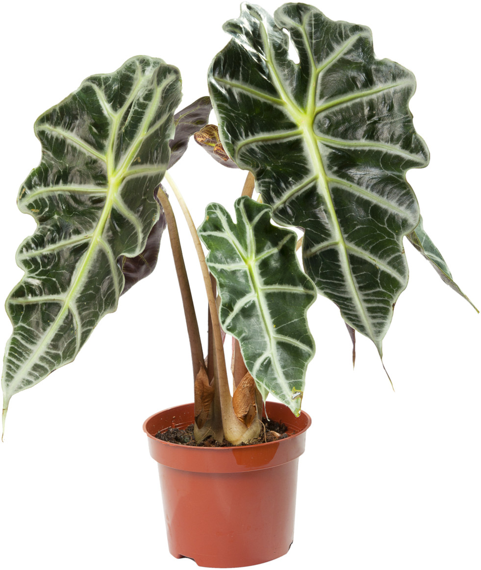 Alocasia x amazonica