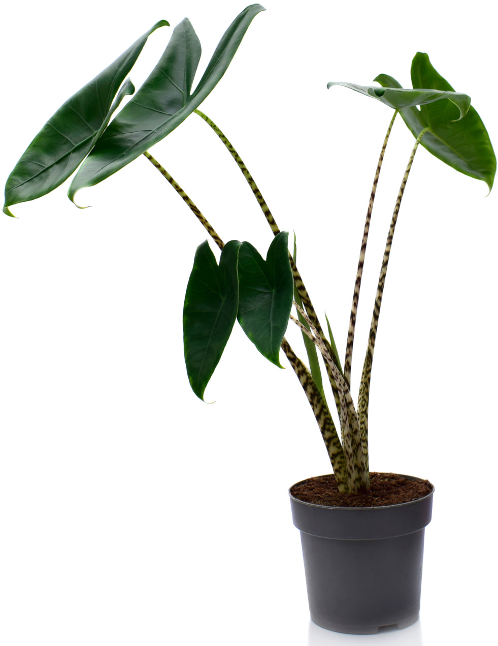 Alocasia zebrina 2