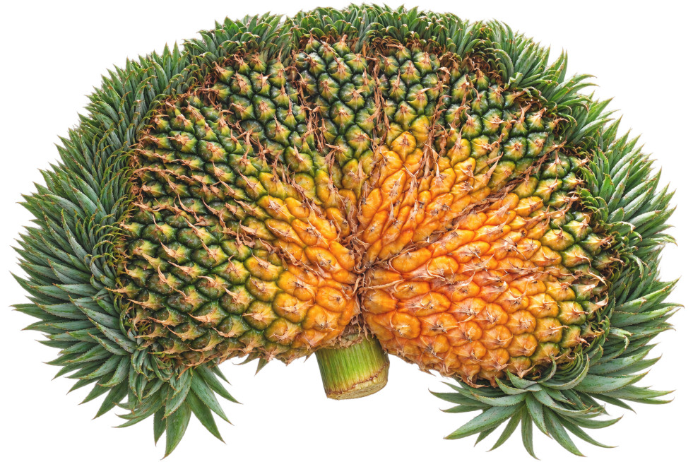 Ananas cristaat