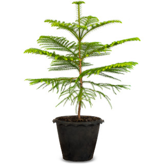 Kamerden (araucaria)