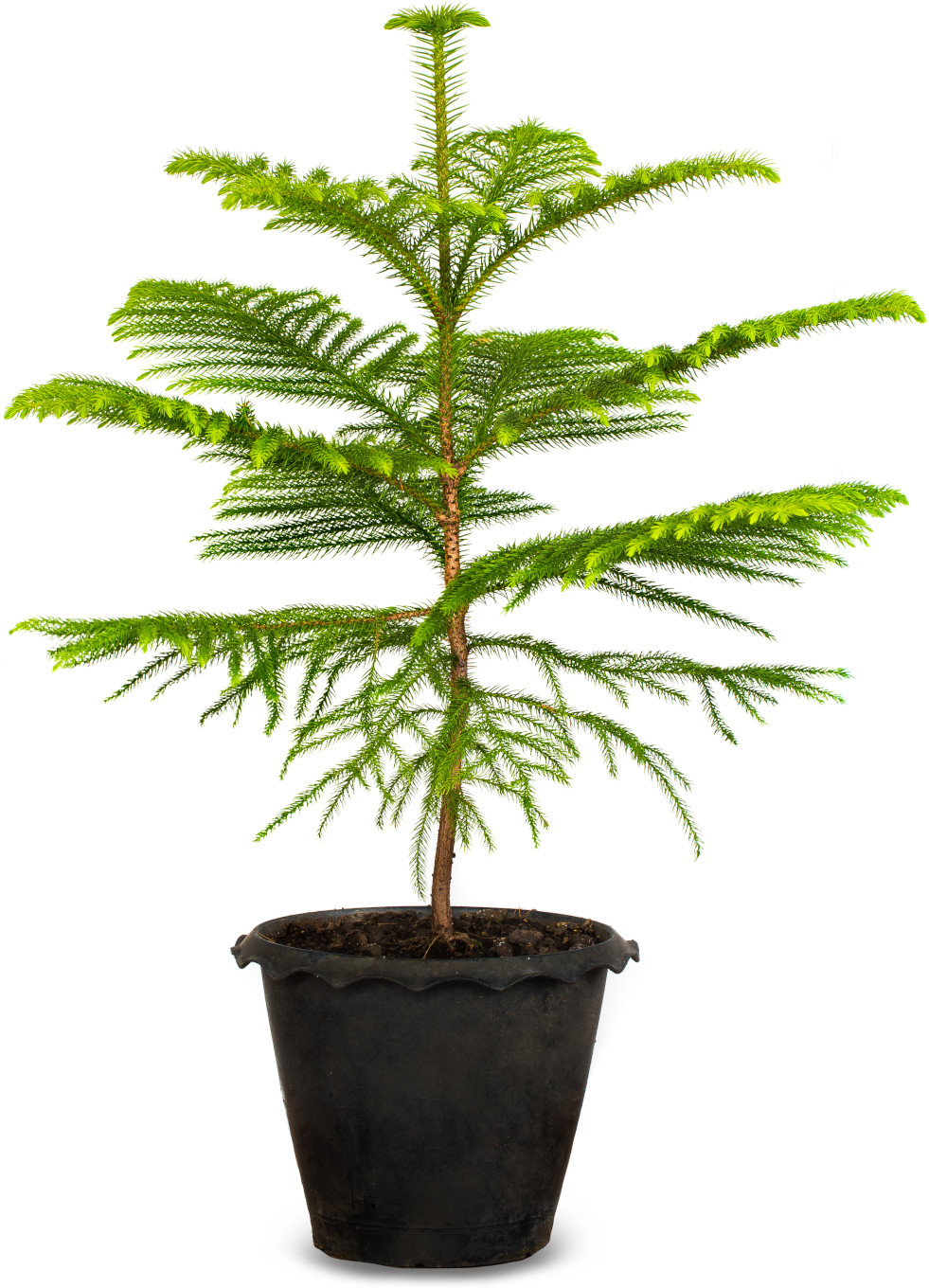 Kamerden (Araucaria heterophylla)