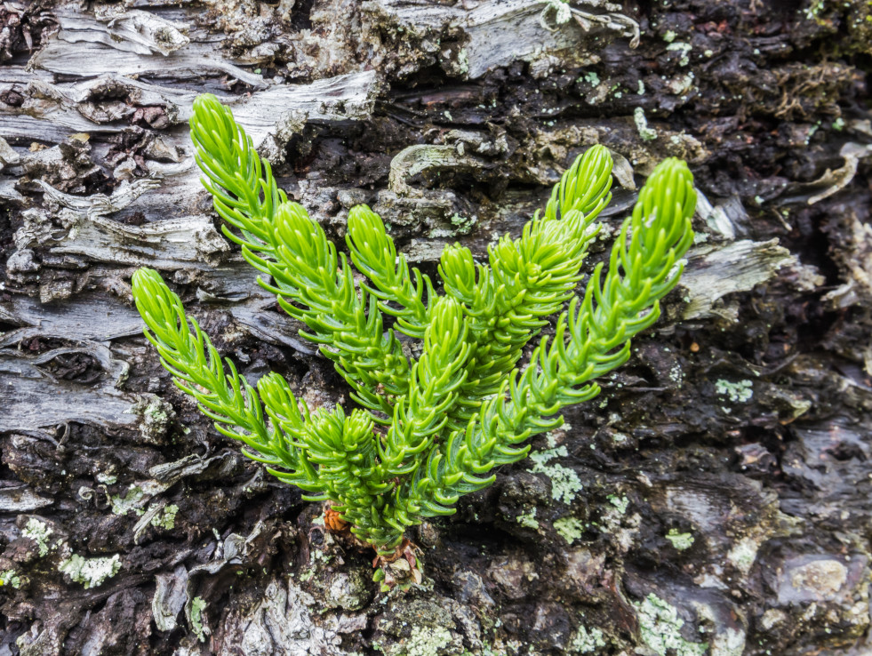 Kamerden (Araucaria heterophylla) 4