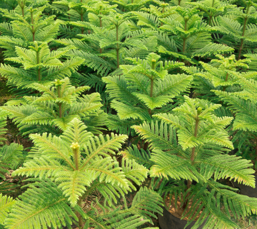 Kamerden (Araucaria heterophylla) bij de kweker