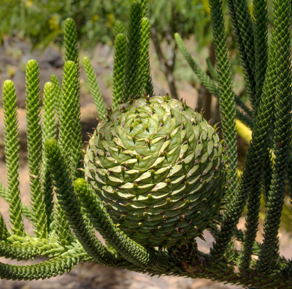 Kegel van een kamerden (Araucaria heterophylla)