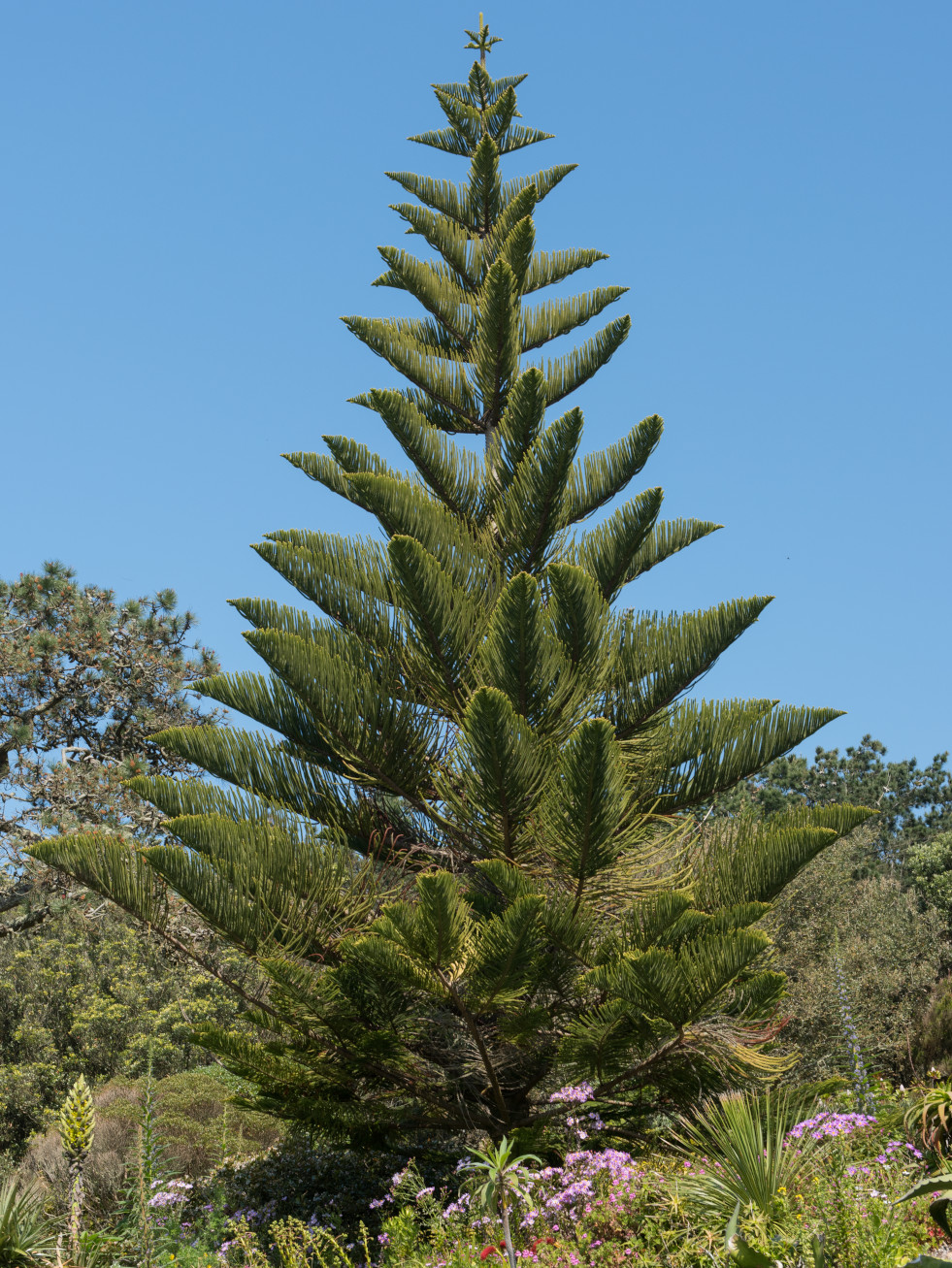 Kamerden (Araucaria heterophylla) 2