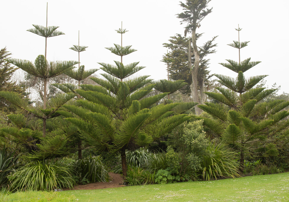 Kamerden (Araucaria heterophylla) in de volle grond op de Isles of Scilly