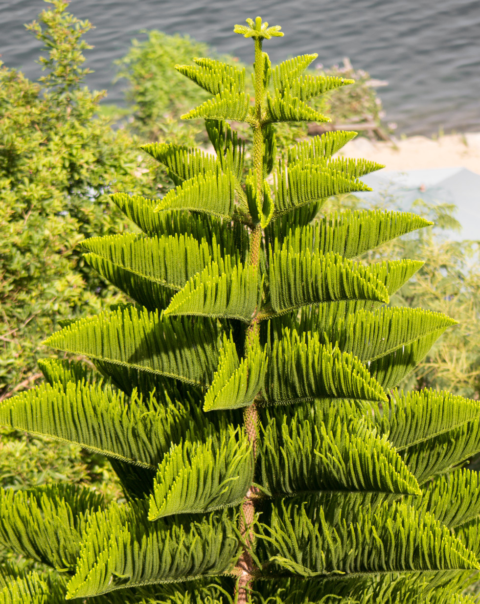 Volgroeide kamerden (Araucaria heterophylla)