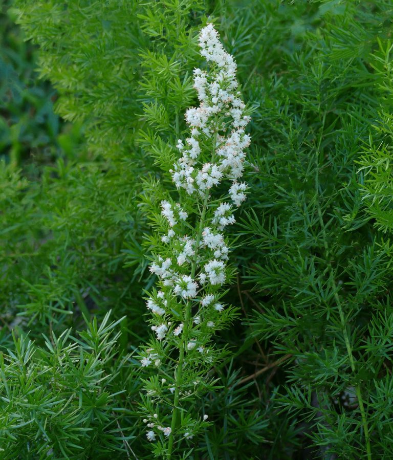 Asparagus (sierasperge) kopen en Goede Groei
