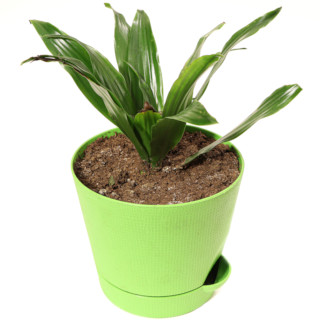Aspidistra