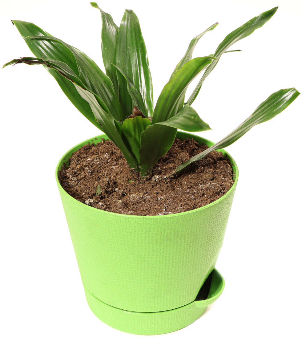 Aspidistra 1