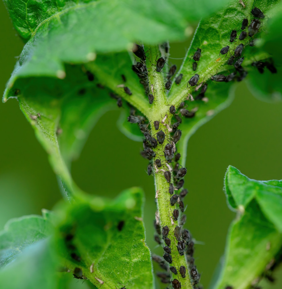 Bladuis op tomatenplant