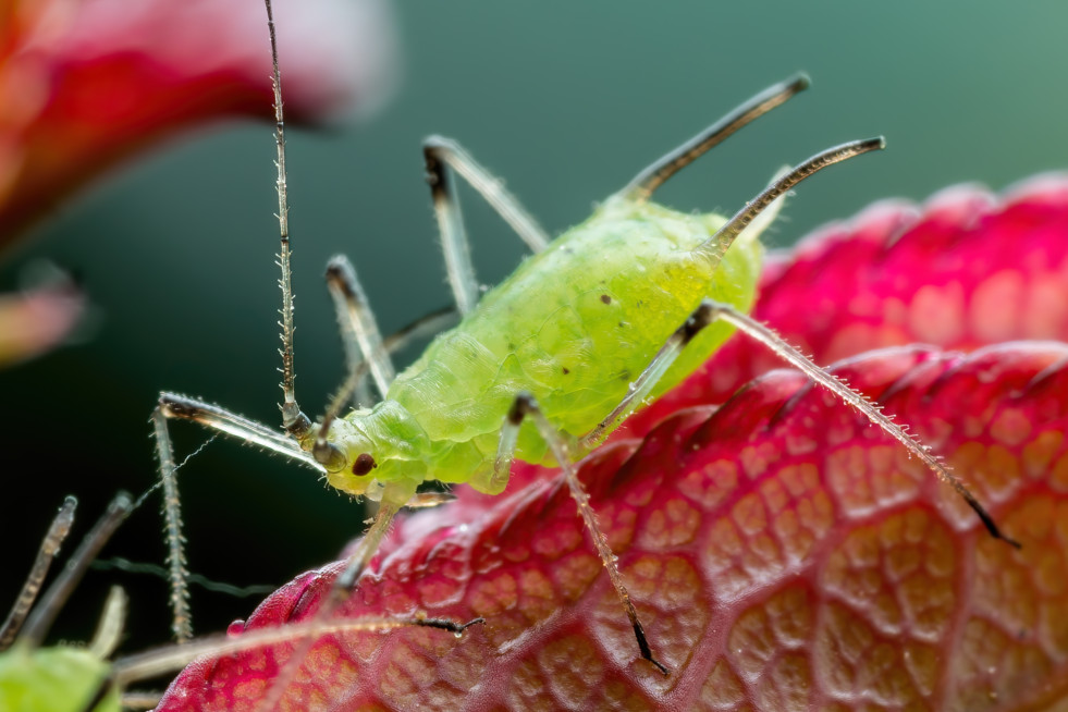 Close-up van een groene bladluis