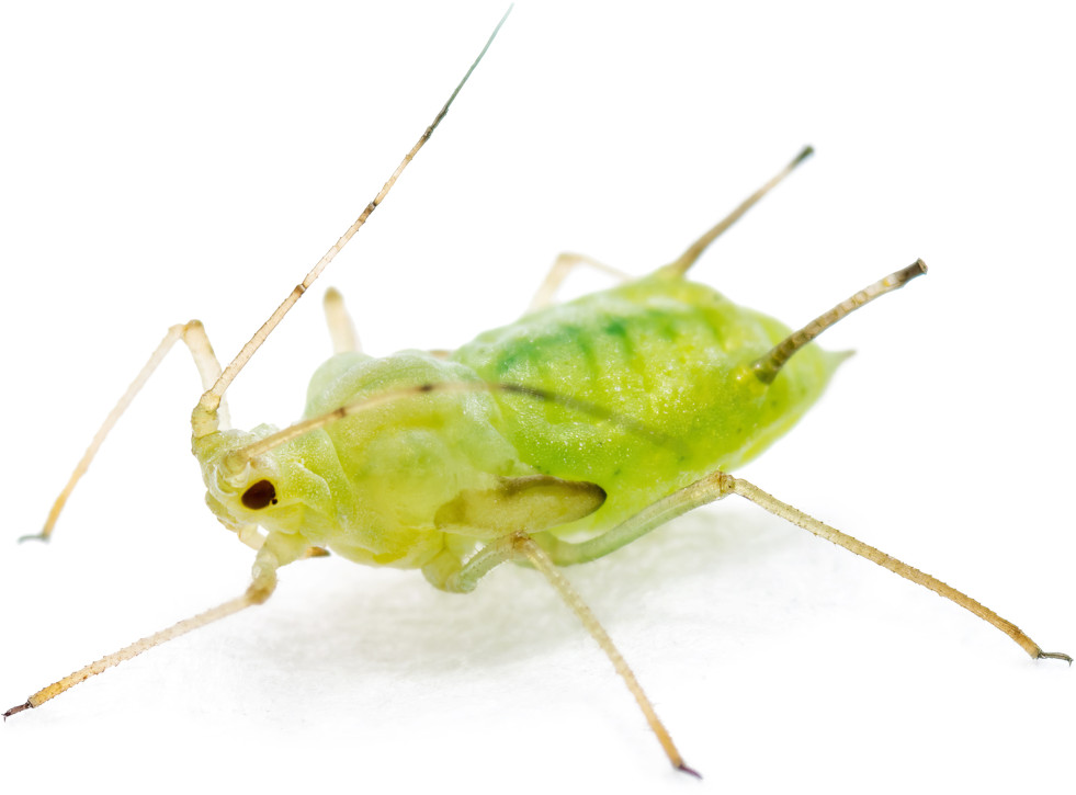 Bladluis groen
