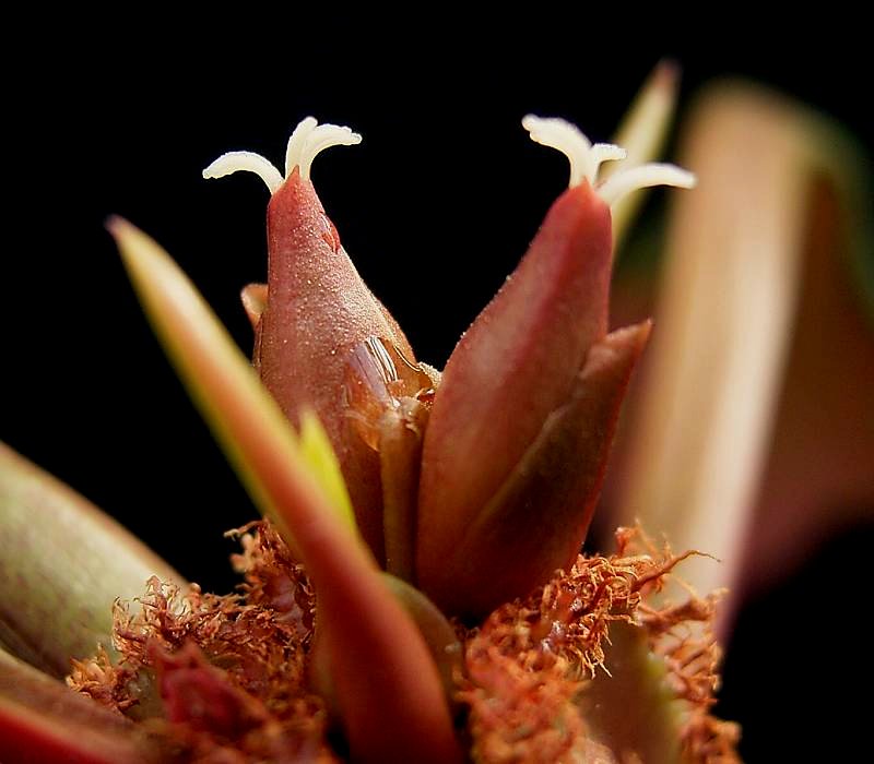 Bloeiwijze madagascar jewel