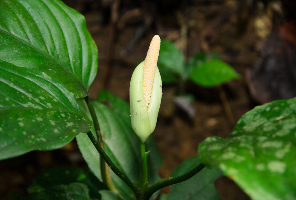 Homalomena occulta bloeiwijze