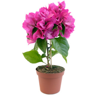 Bougainvillea