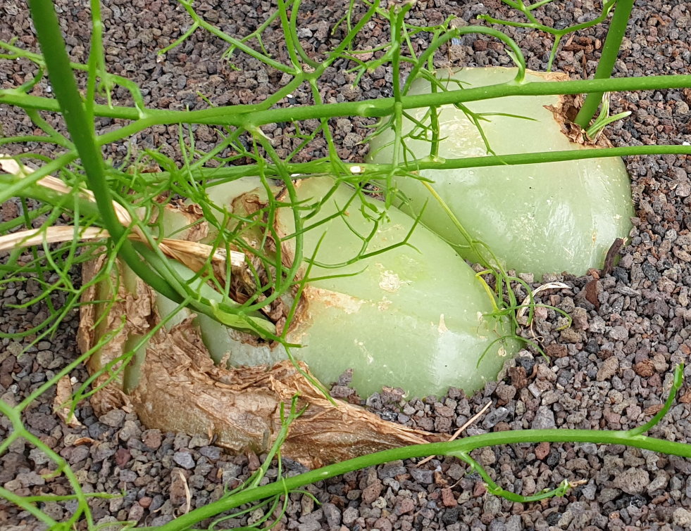 Bowiea volubilis (vitrageplant) in de Leidse hortus