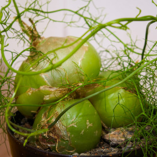 Bowiea volubilis (vitrageplant)