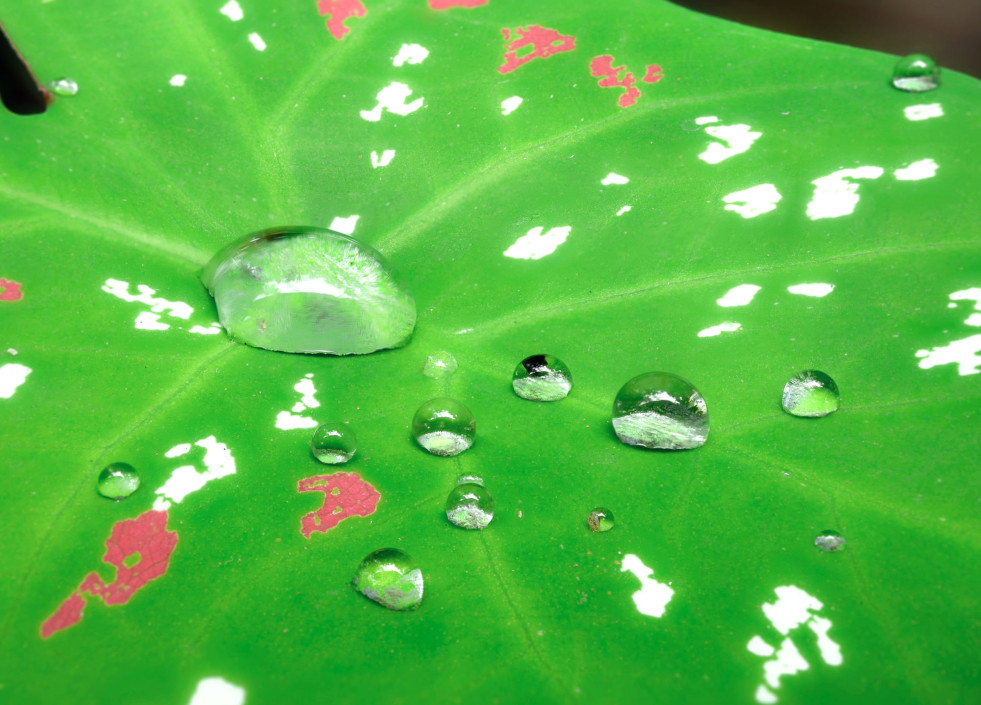 Caladium waterafstotend