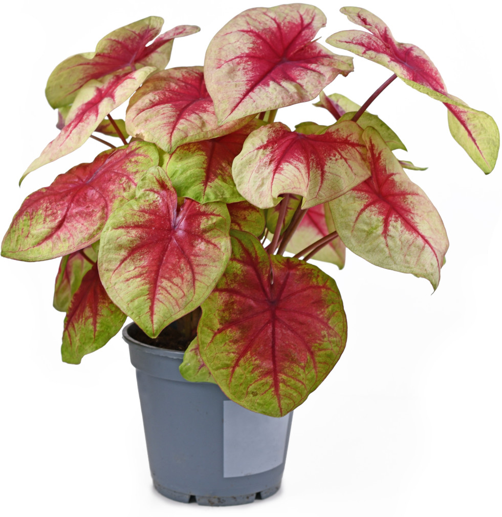 Caladium Lemon Blush