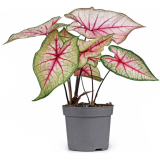 Caladium