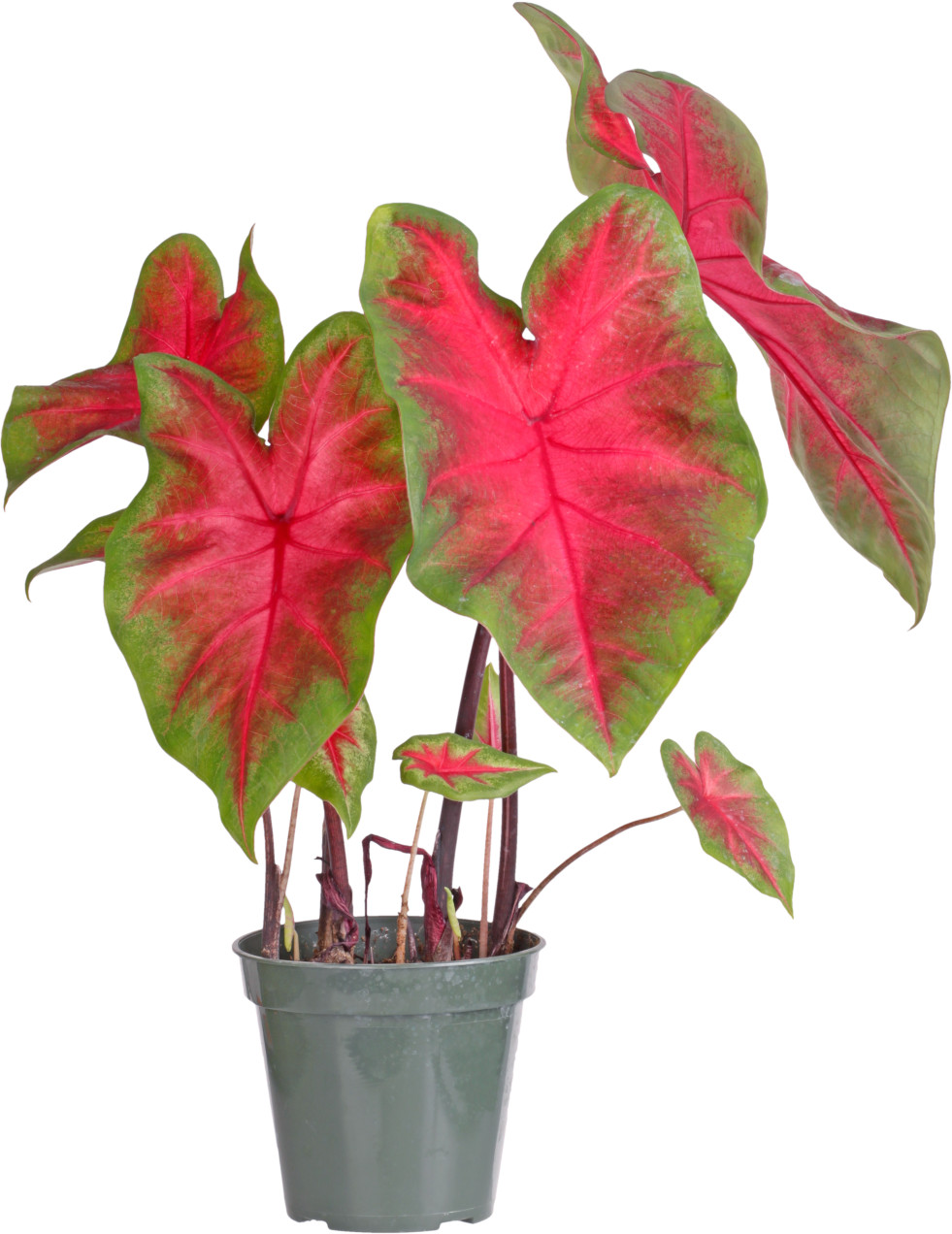 Caladium bicolor