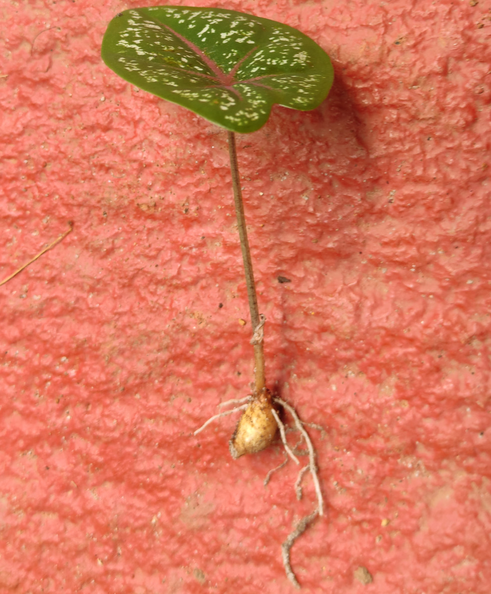 Caladium knol