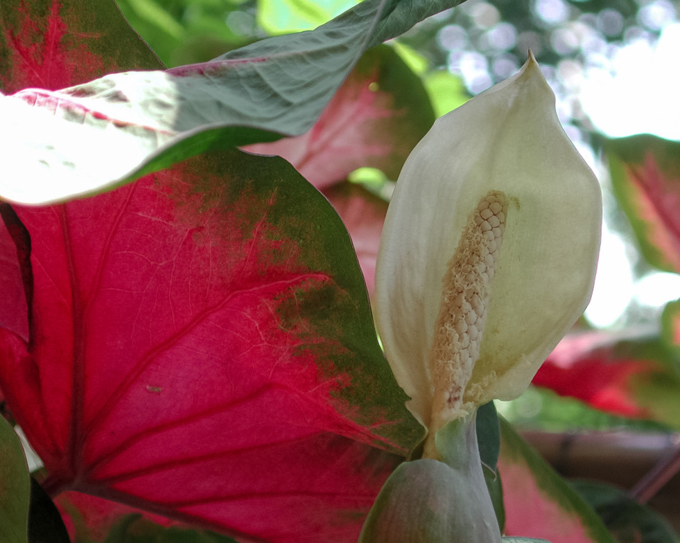 Bloeiwijze caladium