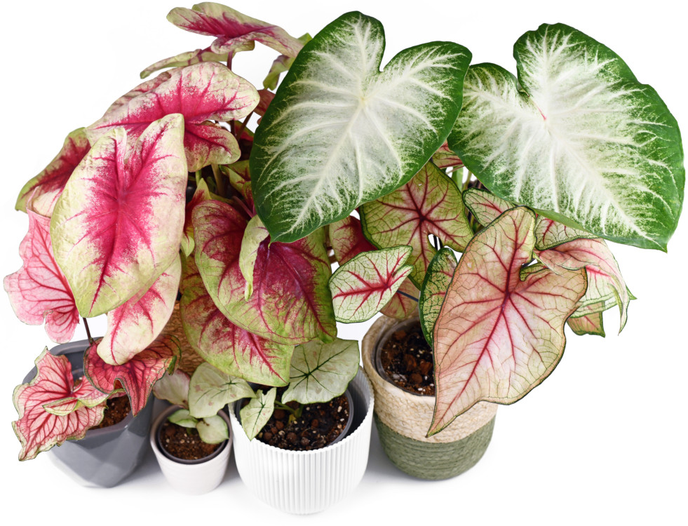 Verzameling caladiums
