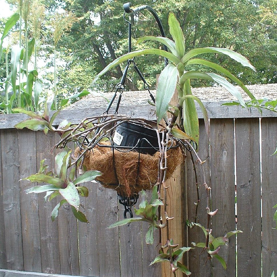 Callisia fragrans als hangplant