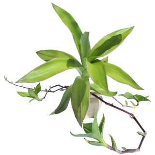 Callisia fragrans