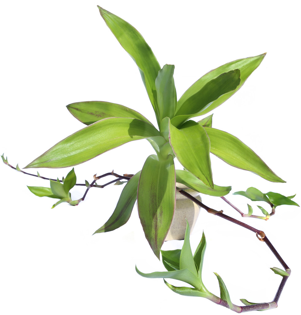 Callisia fragrans