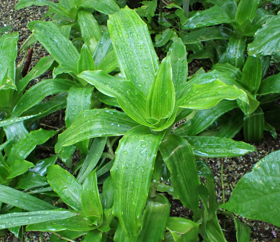 Callisia fragrans 2