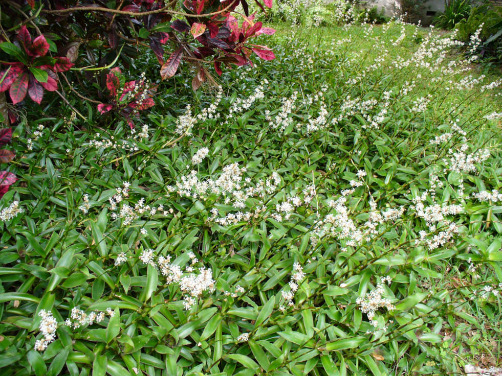 Callisia fragrans tuinplant