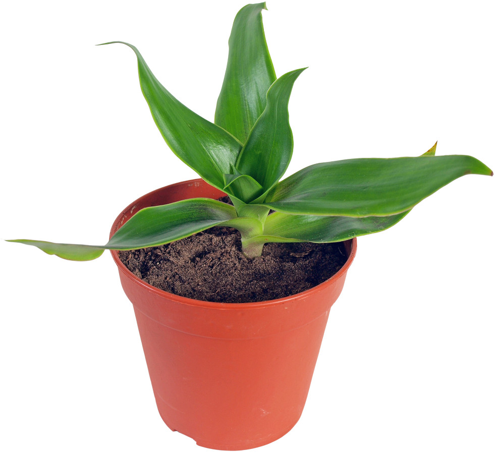 Callisia fragrans stekken
