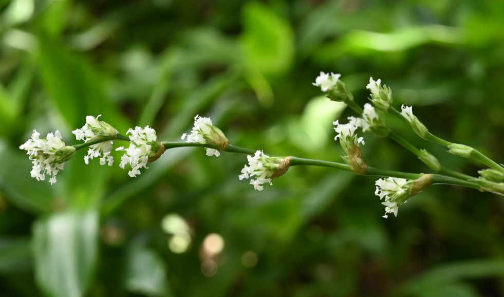Bloemen Callisia fragrans
