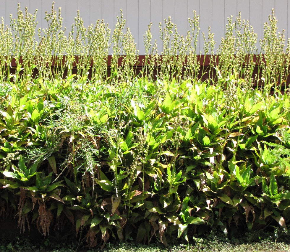 Callisia fragrans 3