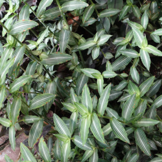 Callisia gentlei var. elegans