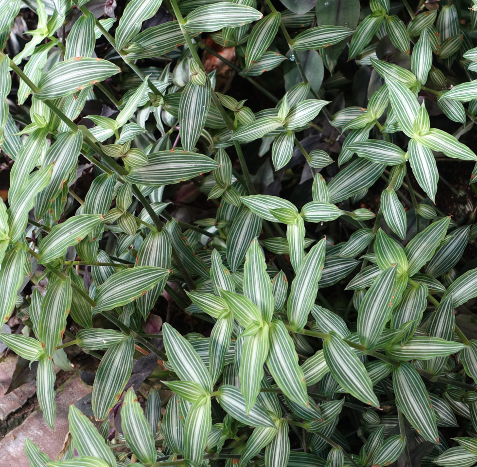 Callisia gentlei var. elegans