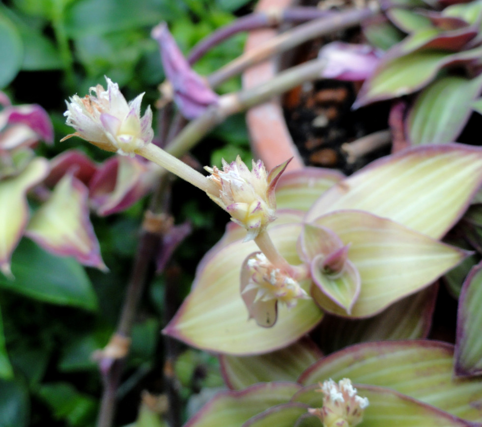 Callisia gentlei var. elegans bloemen