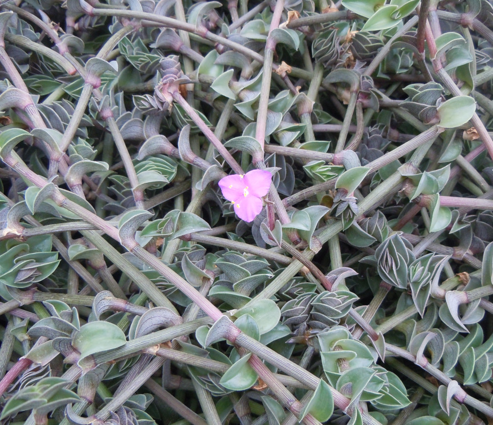 Bloeiwijze Callisia navicularis