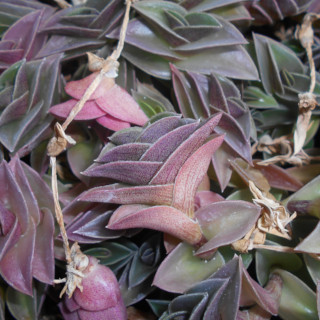 Callisia navicularis