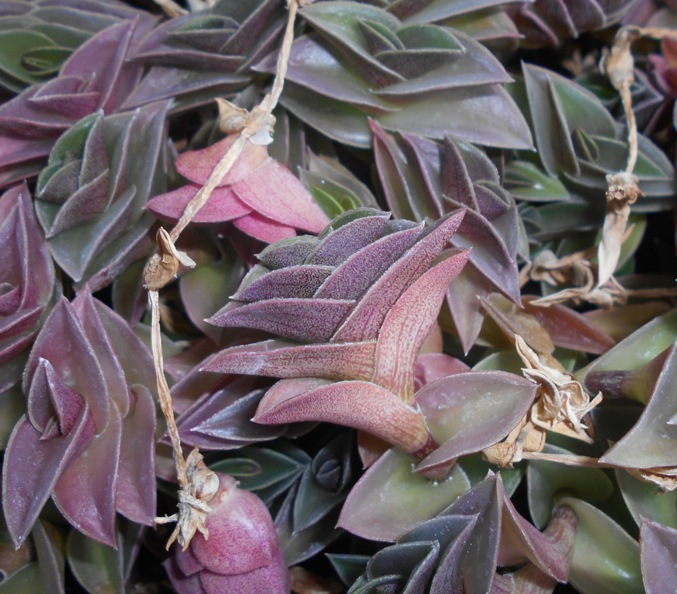 Callisia navicularis