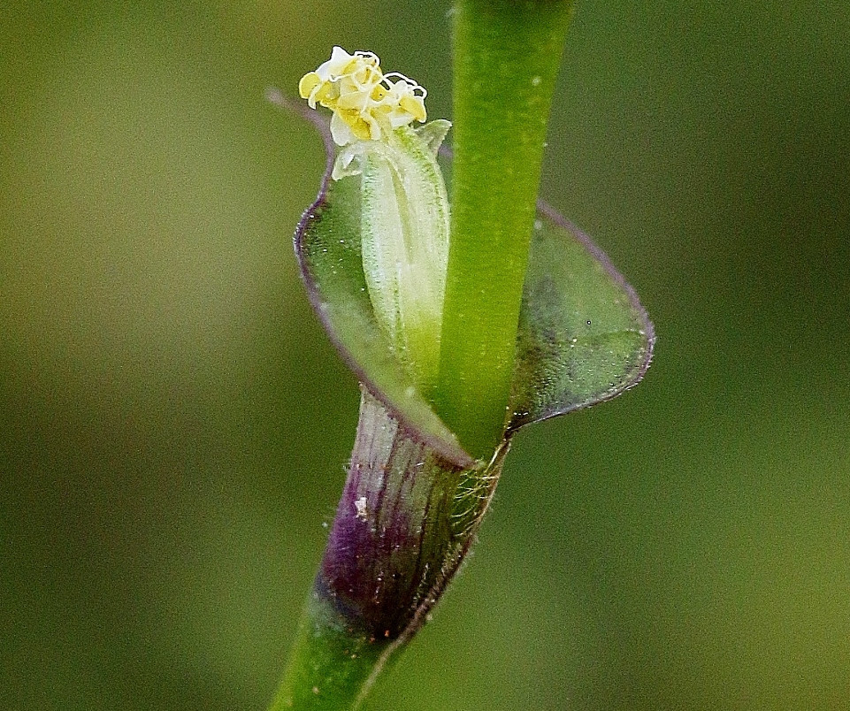 Bloeiwijze Callisia repens
