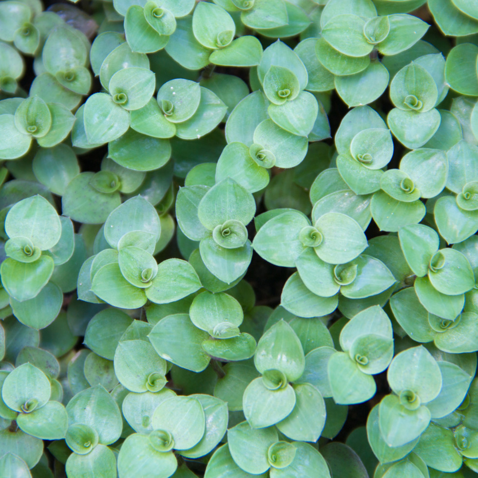 Callisia repens bladeren