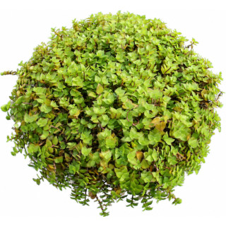 Schildpadplant (Callisia repens)