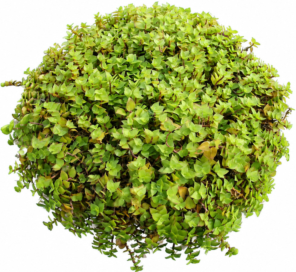 Callisia repens