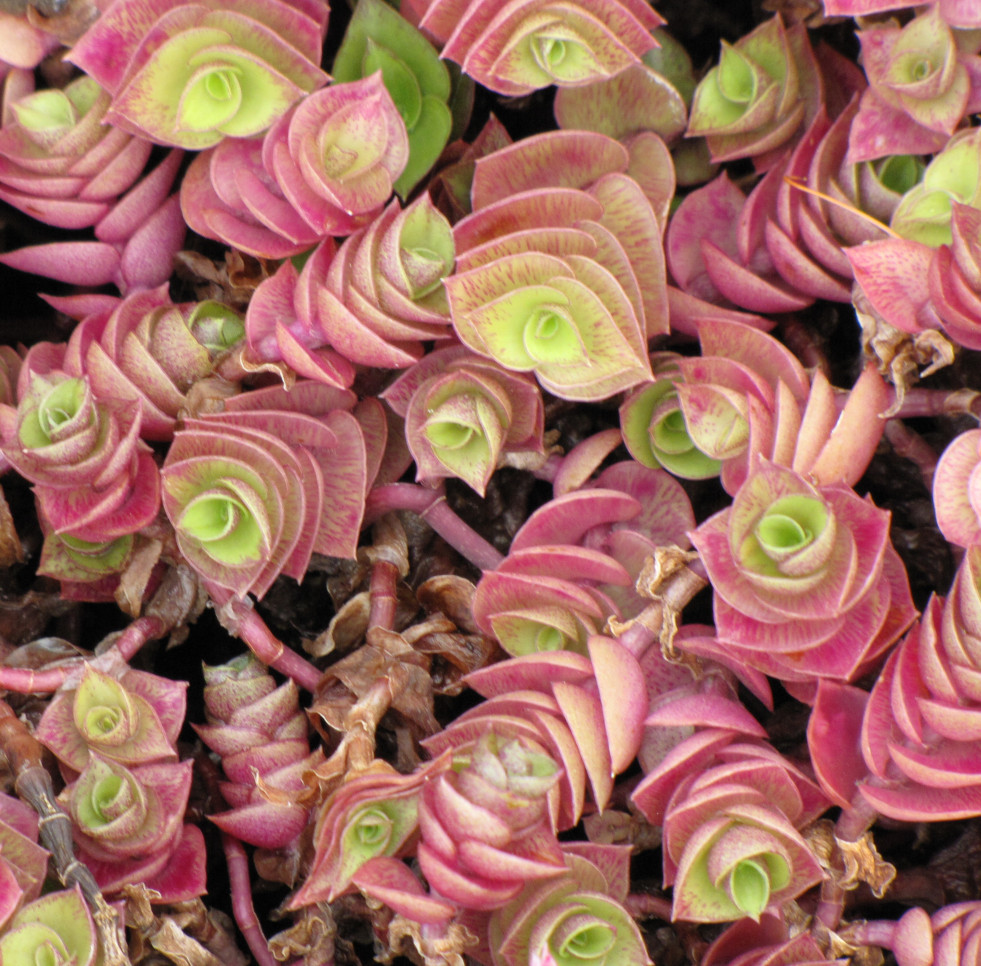 Callisia repens 3